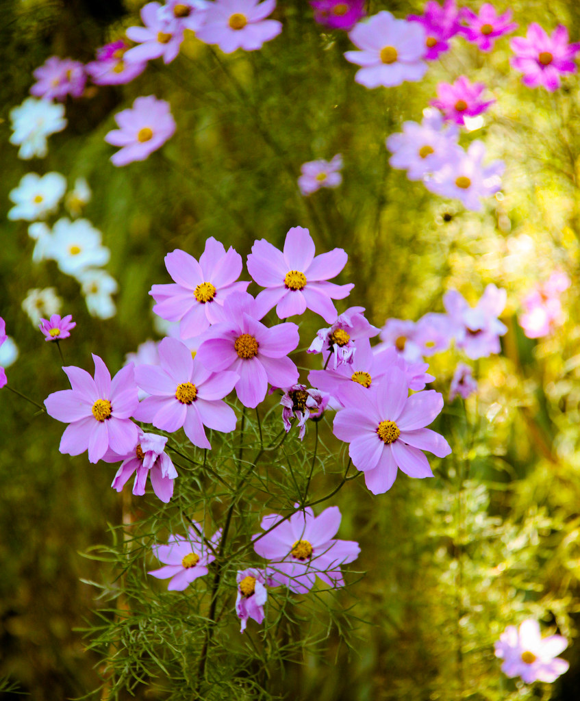 bed of flowers for more photos visit >> on.fb.me/e6DFOo Shivali