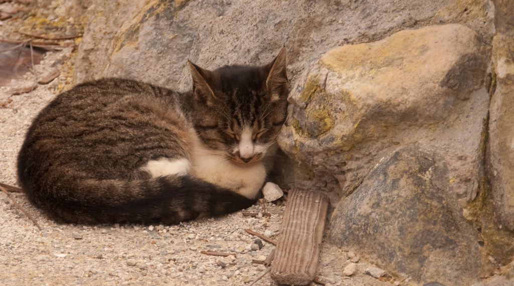 The sulphur stained cat who lives at Owakudani Valley Flickr