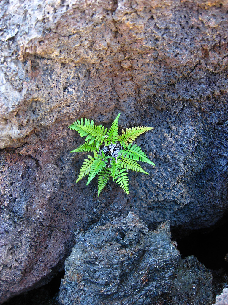 Plant on lava rock Lucas Maystre Flickr