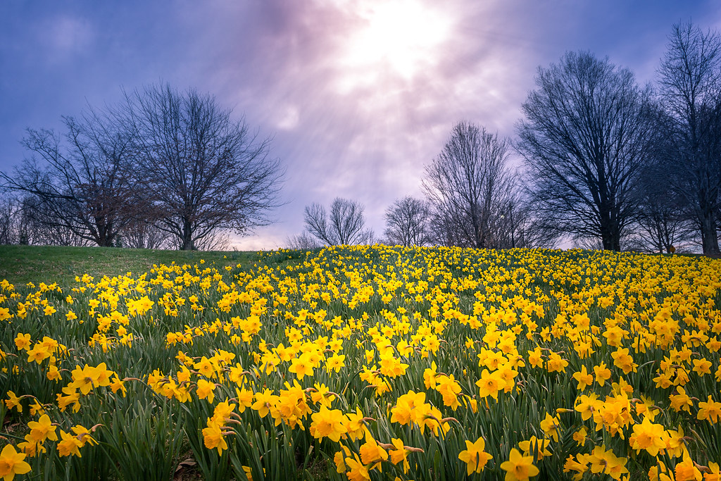 Daffodil Field Lady Bird Johnson Memorial Park, Washington… Joe