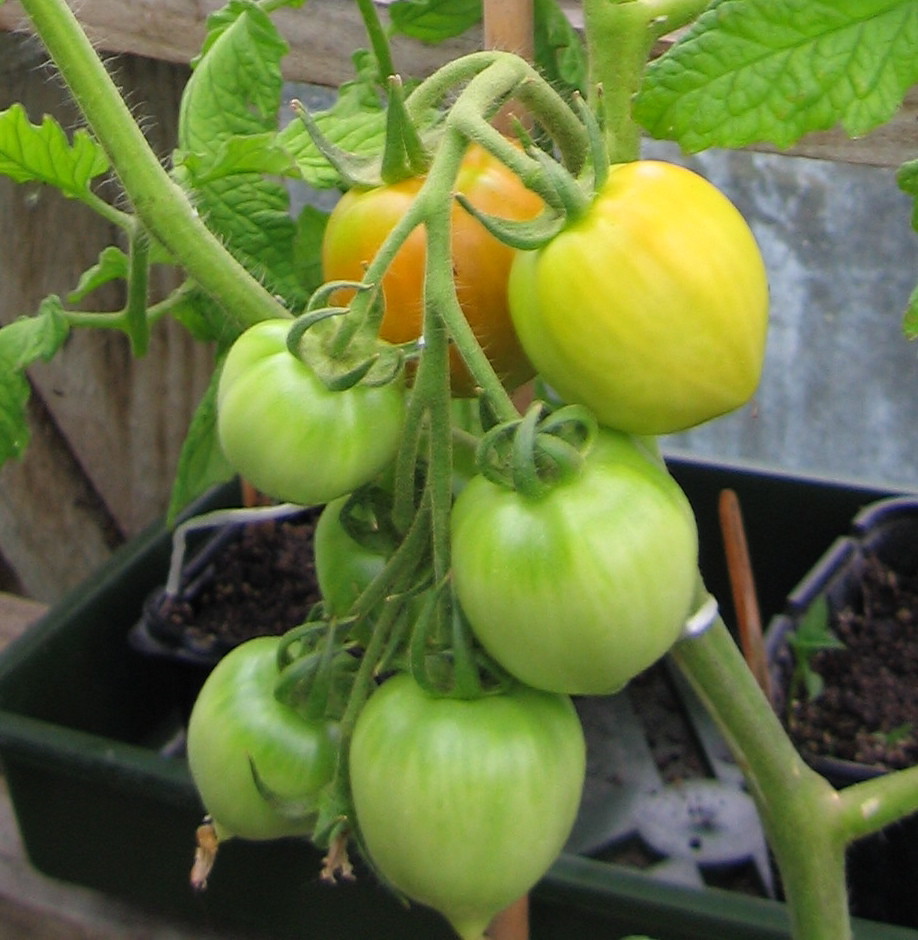 Early Girl tomatoes ripening The first tomato to redden in… Flickr