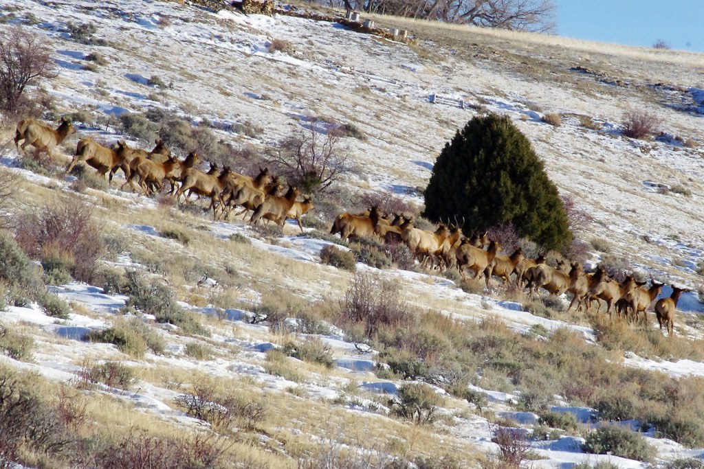 Utah Elk Acord Lake, Utah. There are two little spikes in … Flickr
