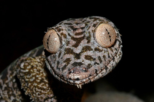 HENKEL'S LEAFTAILED GECKO (Uroplatus henkeli) jrgengebhart Flickr
