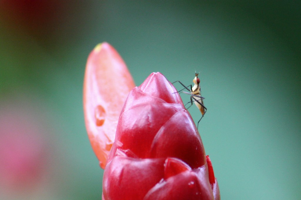 Strange Critters Strange looking bug that I noticed on a f… Flickr