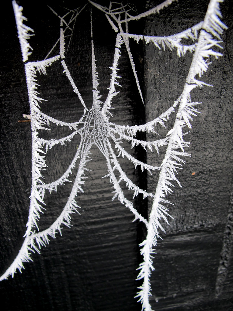 Too cold for garden spiders! After a warm holiday on the i… Flickr