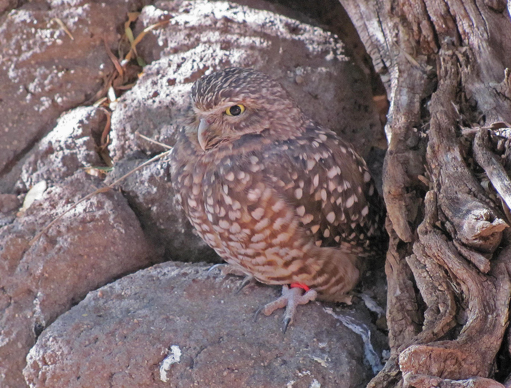 Phoenix Zoo, Phoenix, Arizona 10 Burrowing Owl. Karl Agre Flickr