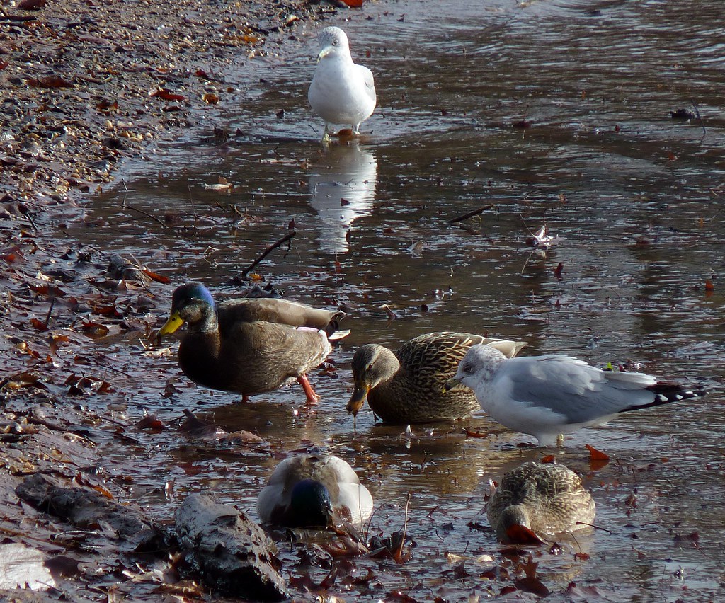 Hybrid Black Duck X Mallard Along with some other birds. Flickr