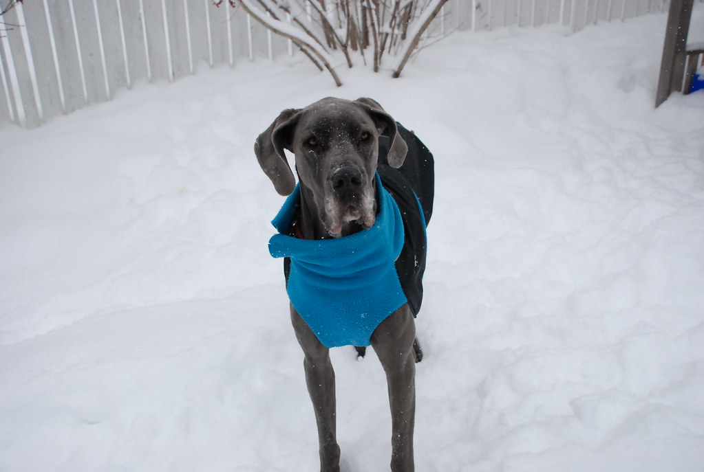 Winter Danes 1 Kris Kasawski Flickr