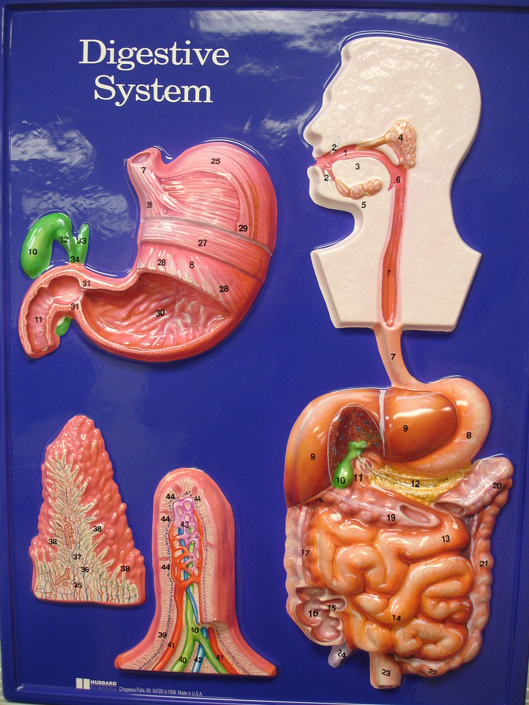 Digestive system model Mrs. Sandy Flickr