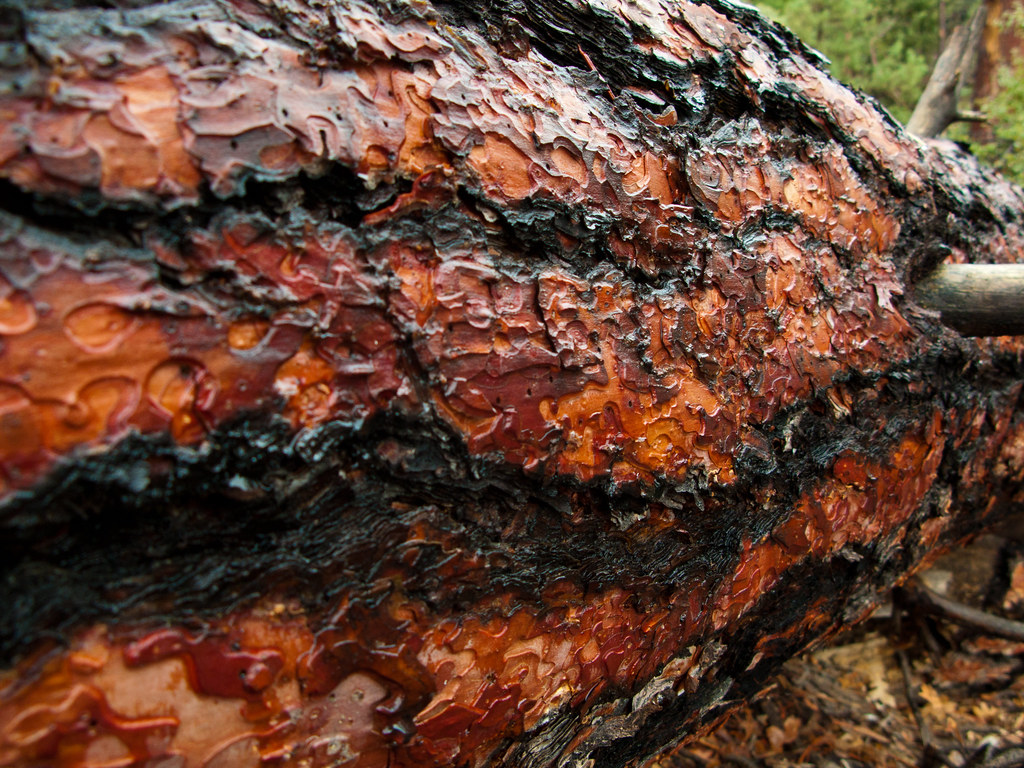 Ponderosa Pine it's more red than other pines around the c… Tom