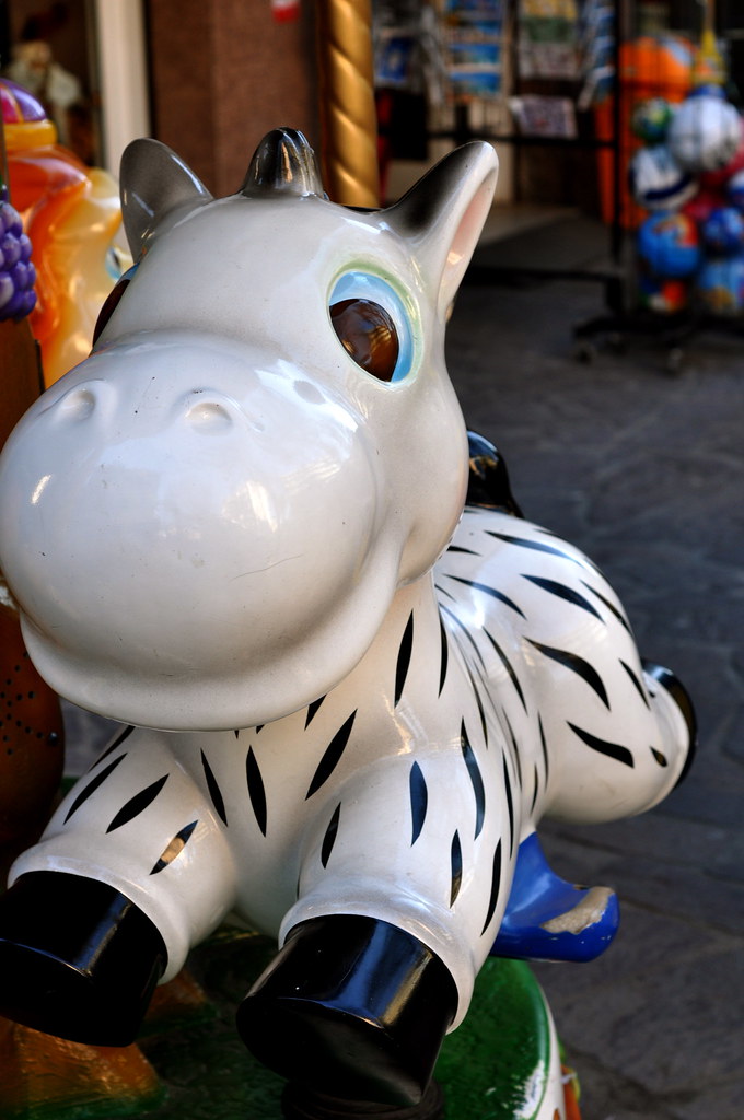 Zebra go round and round and round Albenga, Italy Joeleen Ornt Flickr