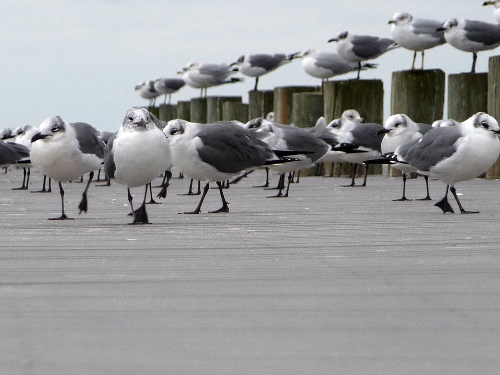 Seagulls on the pier at Sanders Beach Park chapstickaddict Flickr
