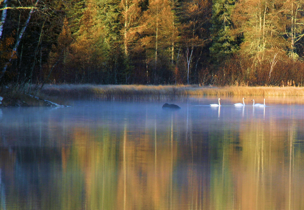 Merrill Lake Hibbing, MN Swans Paul & Kathie Flickr