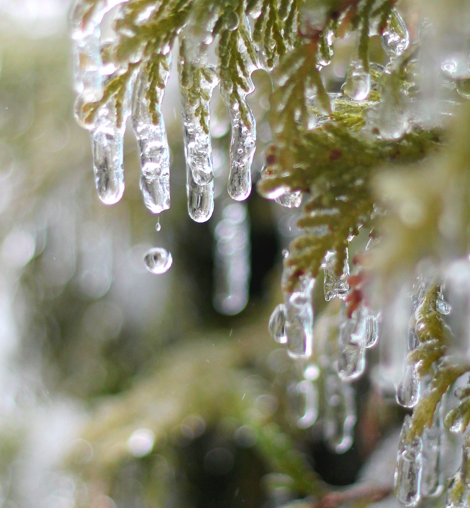 Dripping Freezing Rain *Explore* The storm today brought s… Flickr