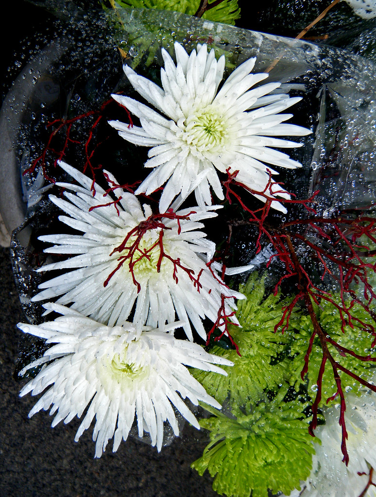 Christmas flower arrangement chrysanthemum Trish and Philip SimpsonBoulsbee Flickr