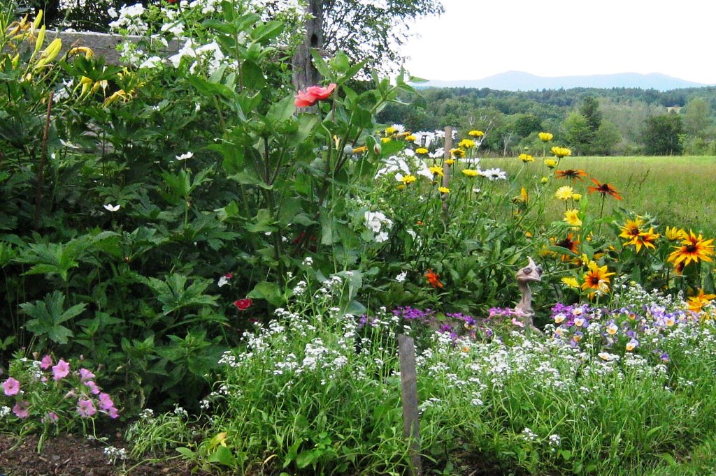 Clifford flowers Flickr