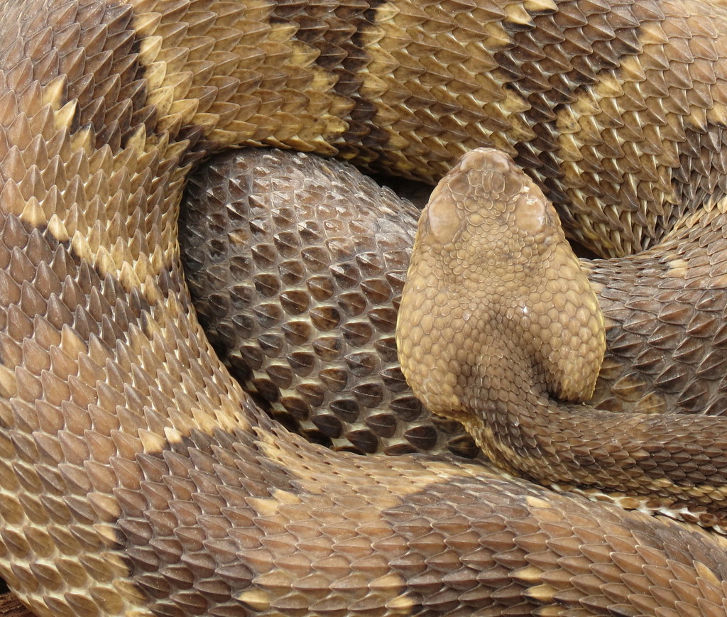 Timber Rattler Coil Richard Flickr