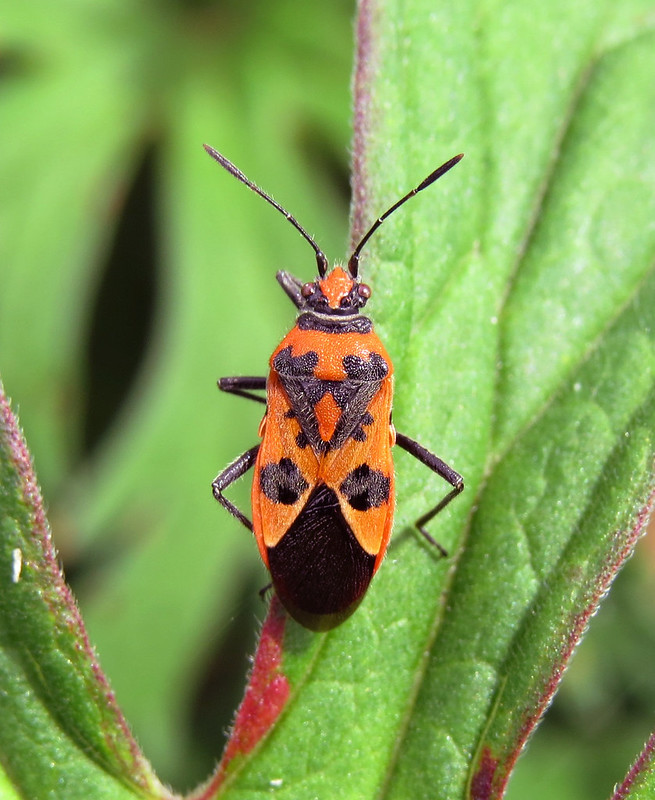 Corizus hyoscyami (Black & Red Squash Bug) Flickr