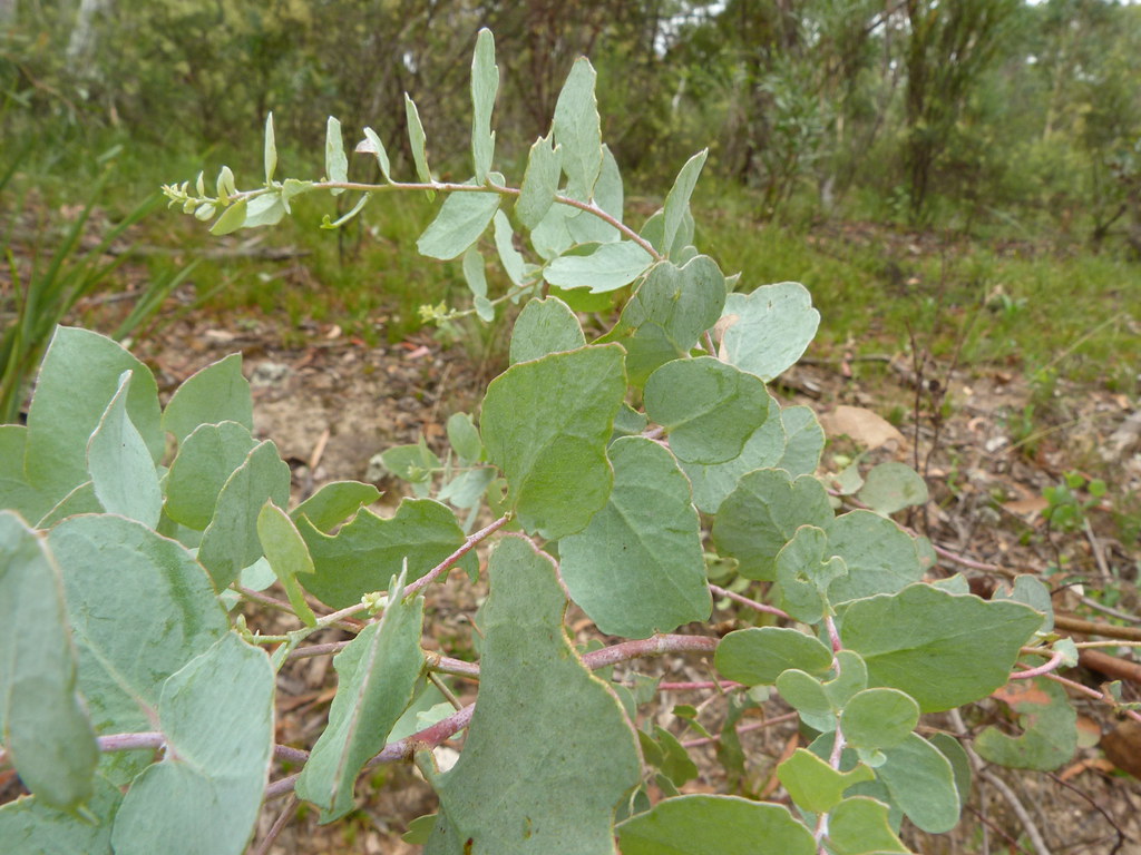 Eucalyptus bridgesiana Eucalyptus bridgesiana R.T.Baker, j… Flickr