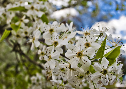 DWC_8092 | da Wix | Flickr