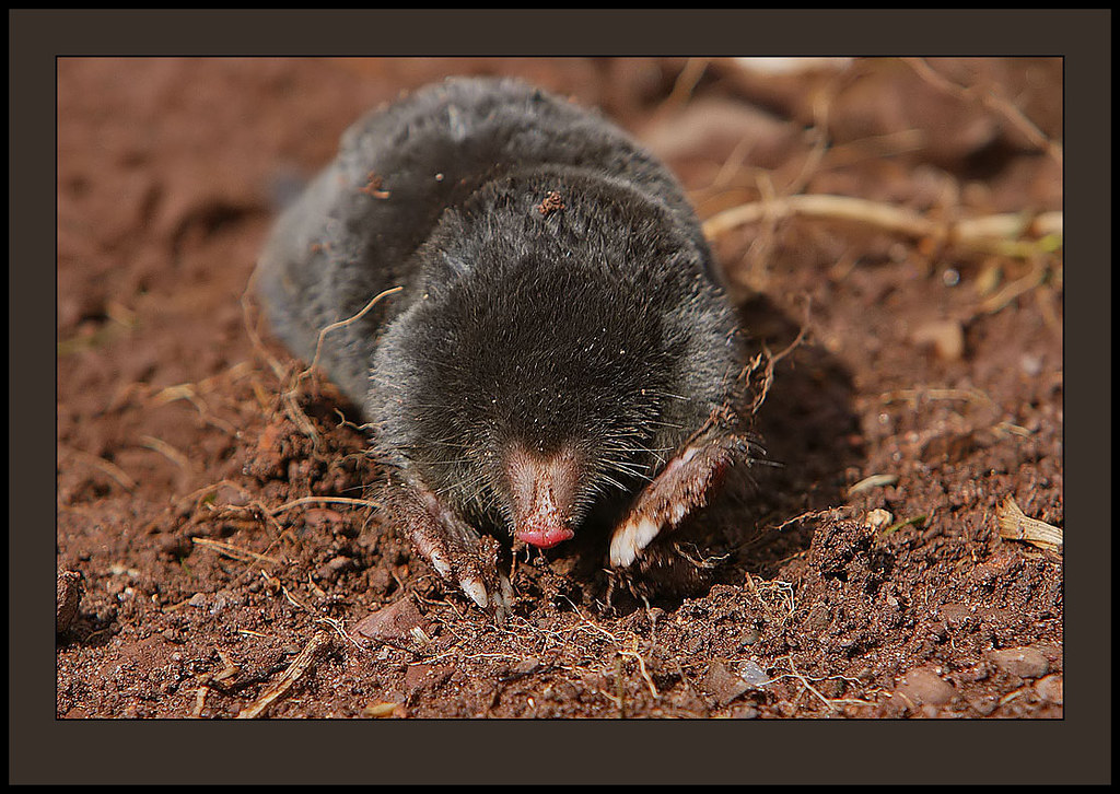 European Mole (Talpa europaea) I have only ever seen moles… Flickr