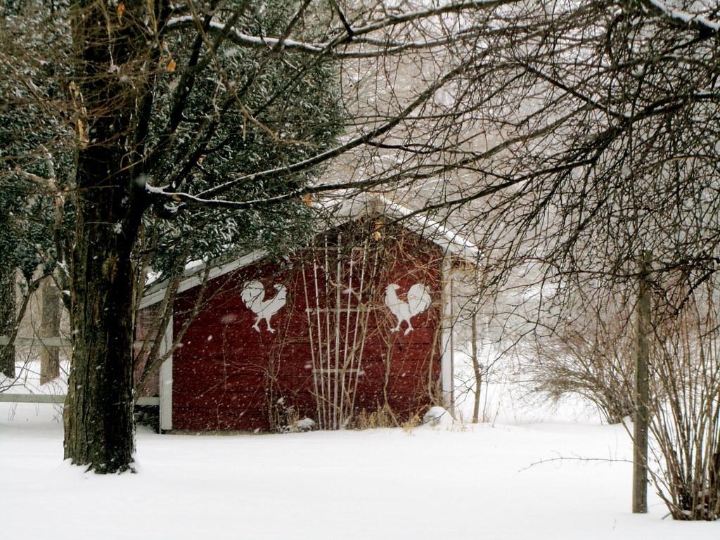 Quaint Cutest chicken coop I've ever seen. The big flakes … Flickr