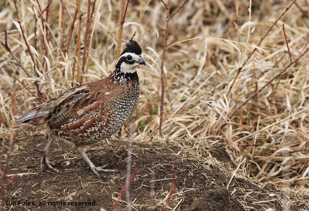 Quail _MG_8040R A Quail in a rural field. Bill Fales Flickr