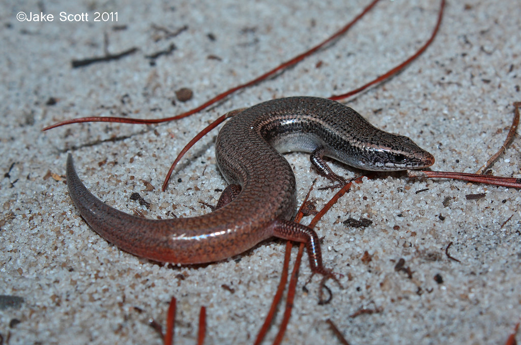 Bluetailed Mole Skink (Eumeces egregius lividus) Blue
