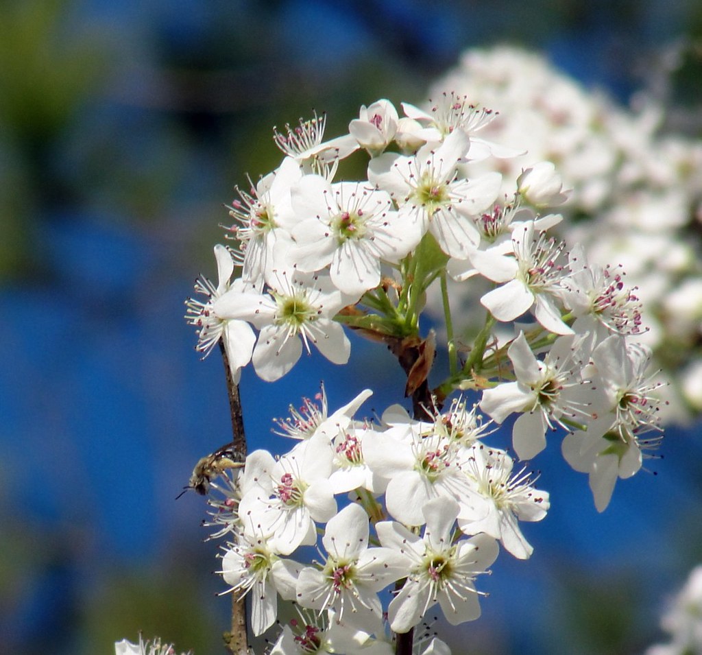 Bradford Pear Blossoms !!! RUTH Flickr