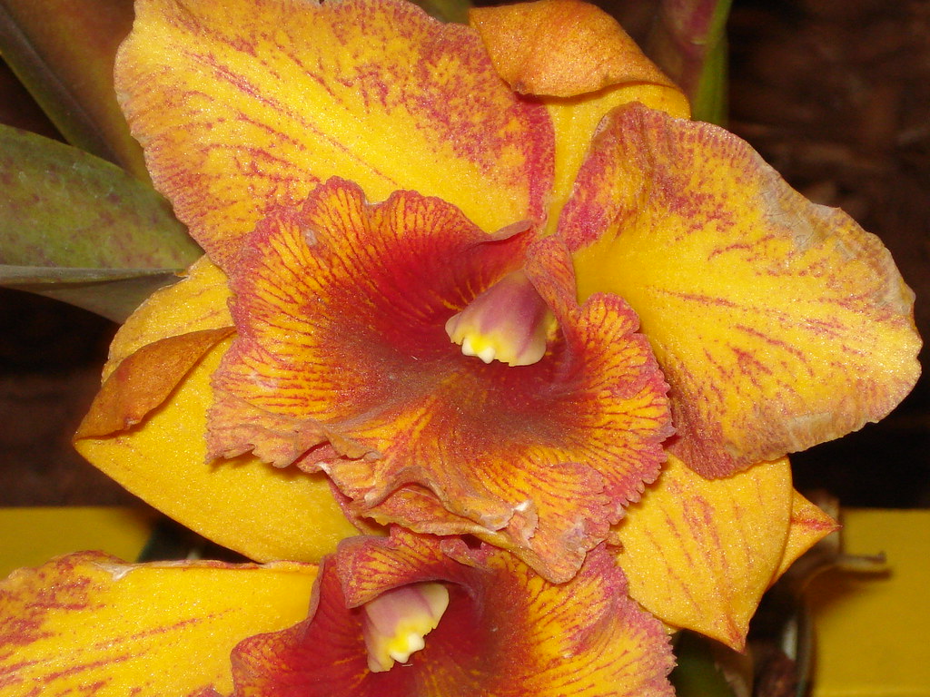 orchid Leo&Plants Flickr