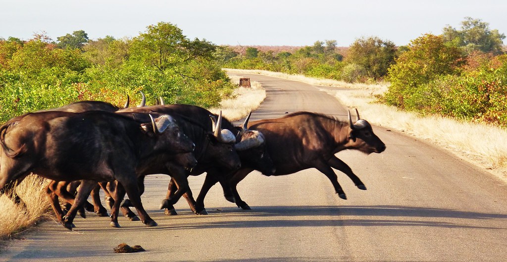 Water Buffalo Run! David Siu Flickr