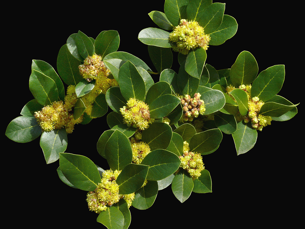 Laurus 'Saratoga' 1 Best viewed large size Lauraceae … Flickr