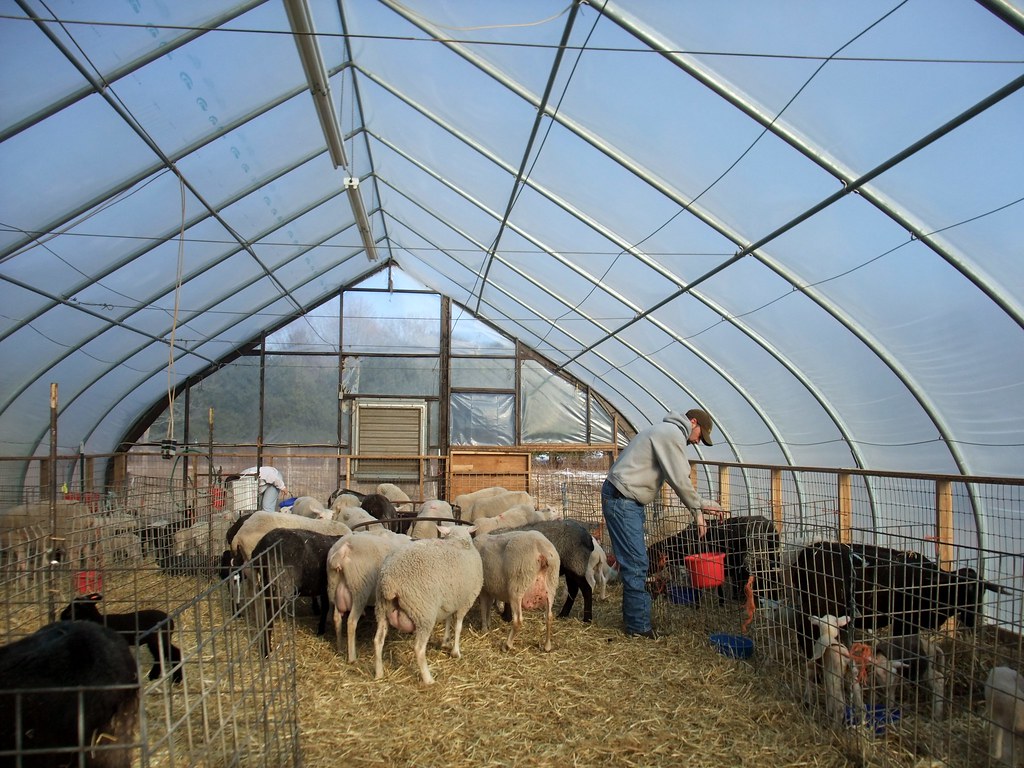 Feeding Time Ewes and lambs at Beaverbrook Farm. mehughes Flickr