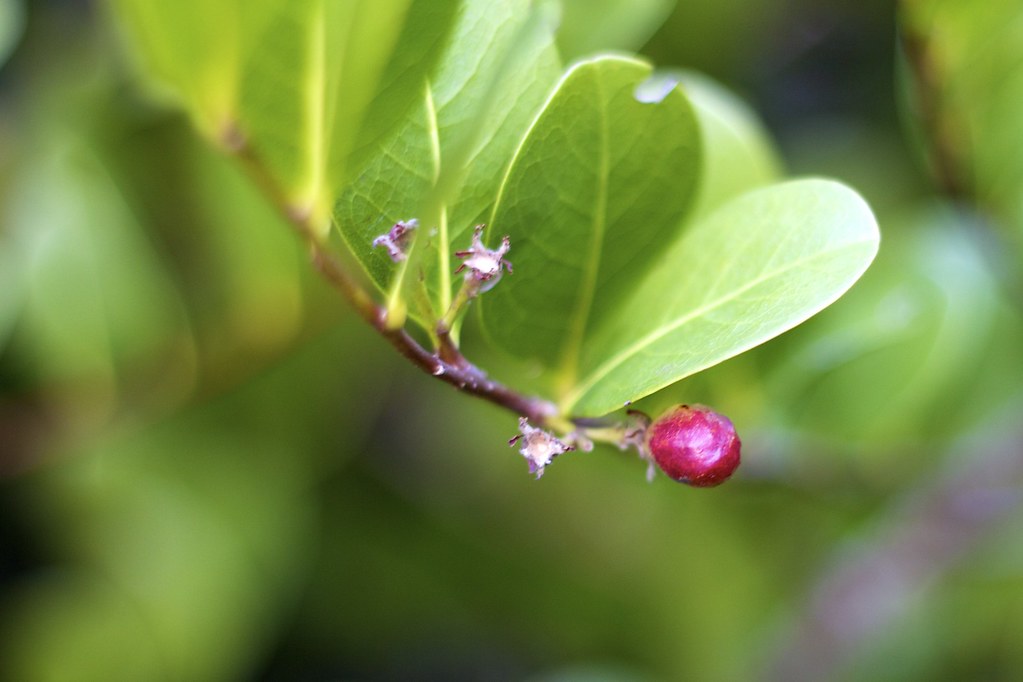 Notched Leaf and Berry Marie Coleman Flickr