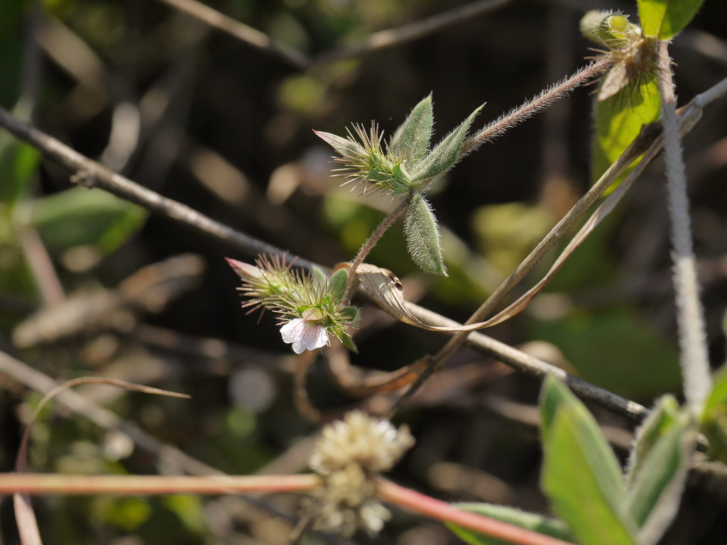 Madrashi Kate Maka (Marathi मद्राशी काटे माका) Acanthacea… Flickr