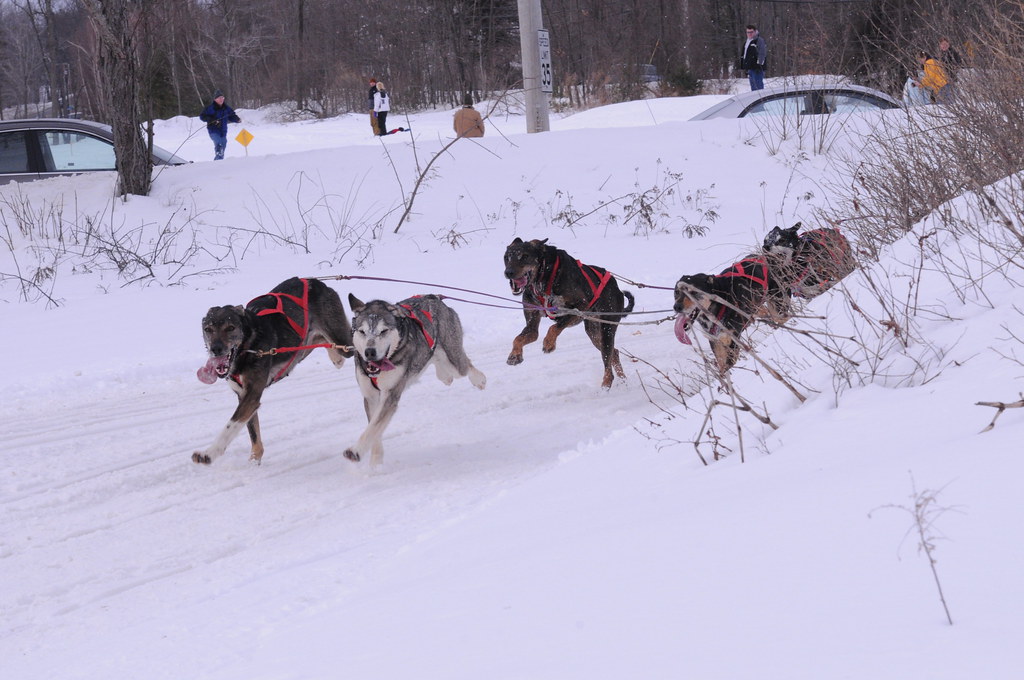World Championship Sled Dog Derby Laconia, NH February 12,… Flickr