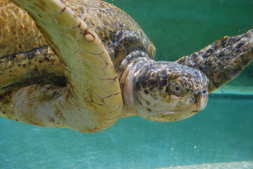 Tortue marine Kelonia, l'observatoire des tortues Saint