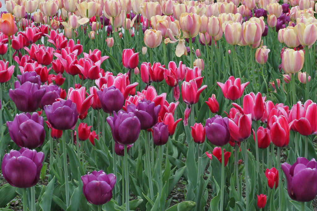 Tulips (Quebec City) PietervH Flickr