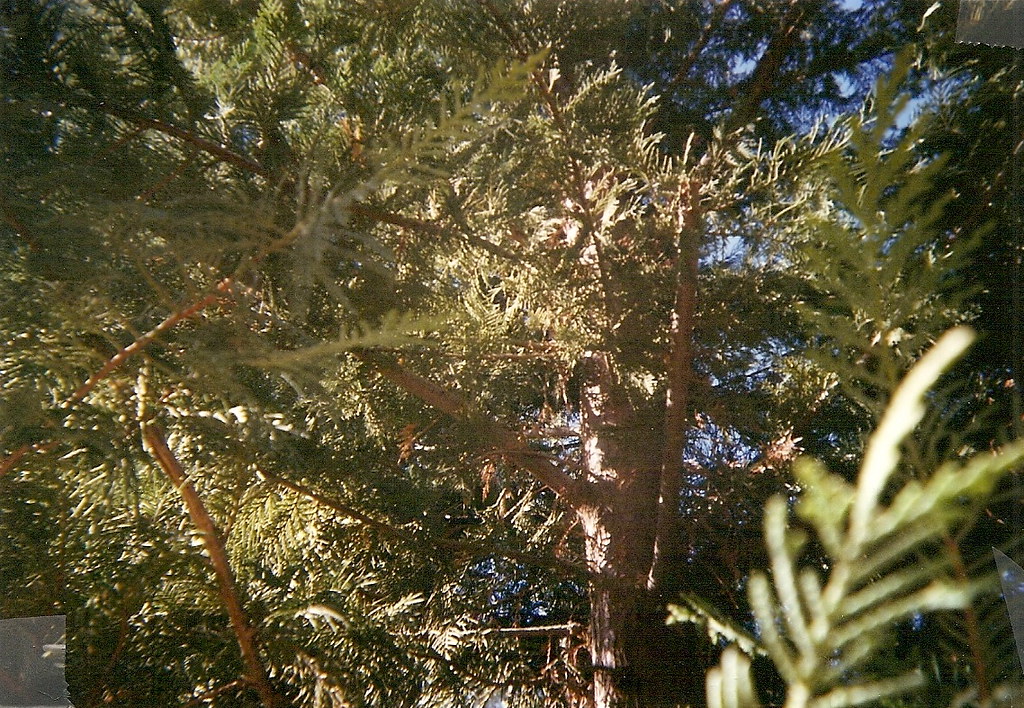 Neighbor Tree Kevin Shoptaw Flickr
