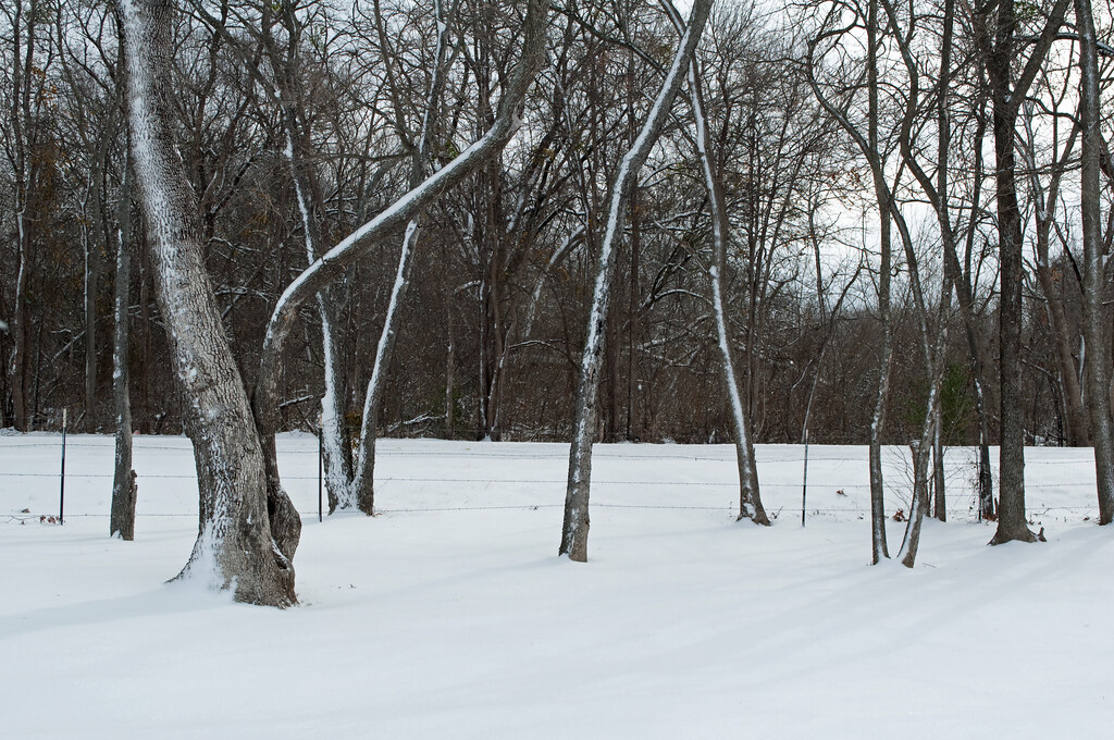 Snow day Rare snowfall in Fort Worth, Texas stevesheriw Flickr