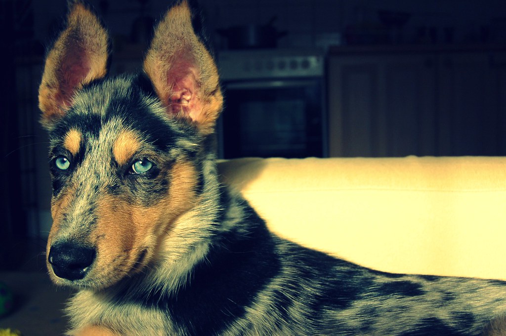 blue merle collie x husky puppy lauren ricci Flickr