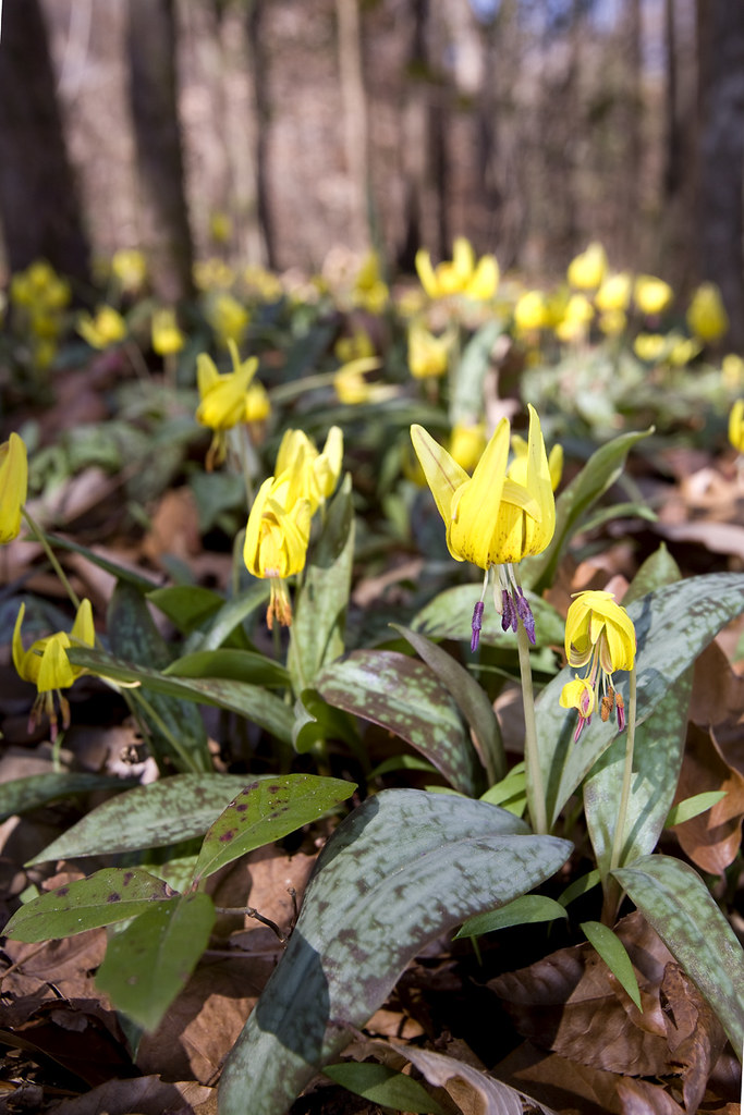 Erythronium umbilicatum, Dimpled Trout Lily, Wolf Creek Tr… Flickr