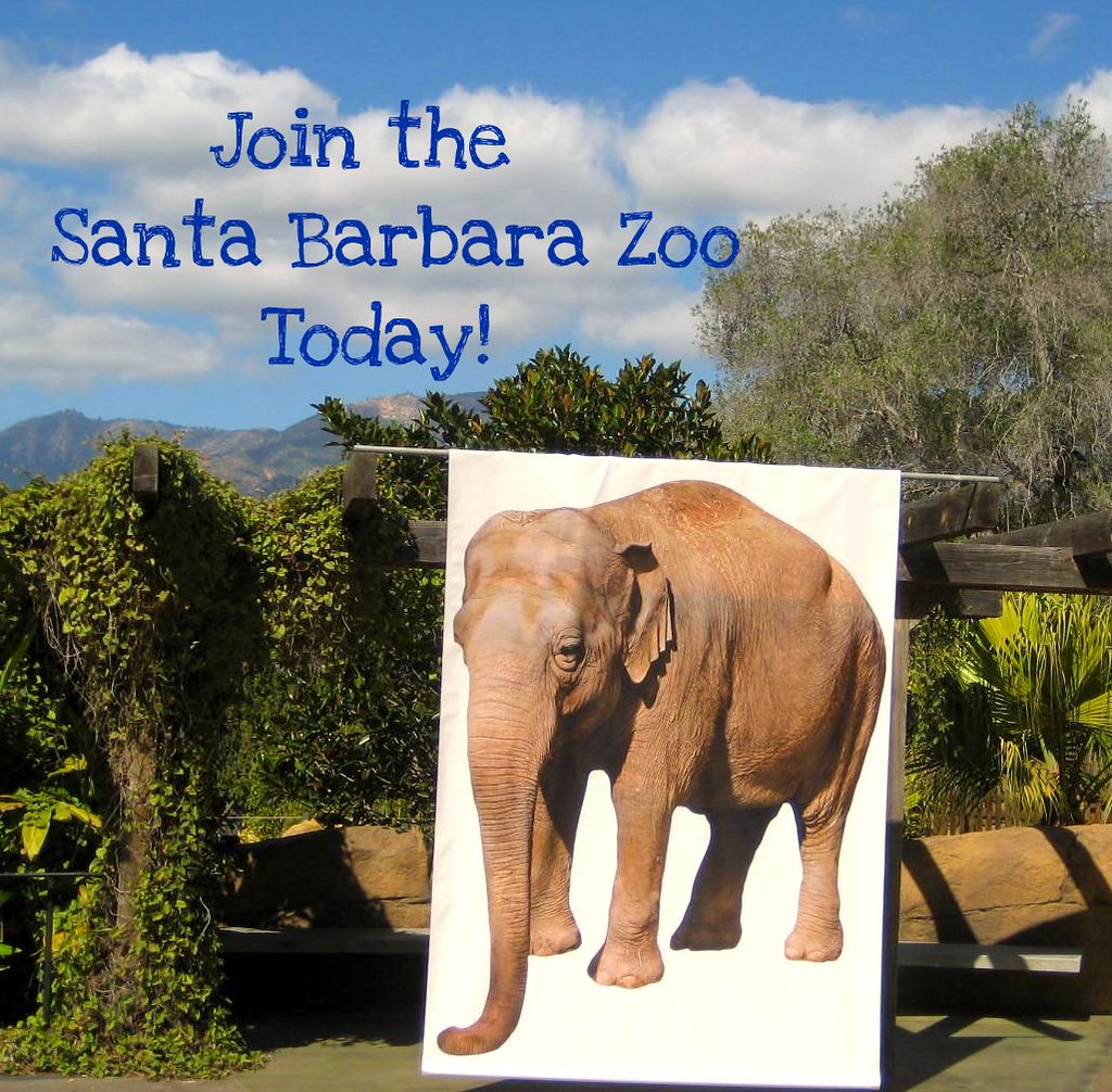 Join the Santa Barbara Zoo Cathy Berry Flickr