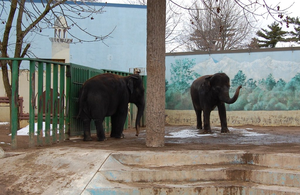 Asian Elephants Park Zoo Here we have two of the … Flickr