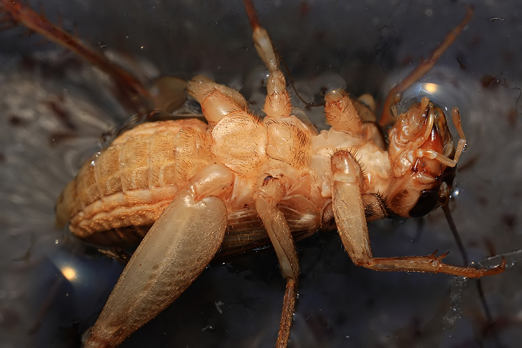 A Young Cricket Upside Down In mY Pacman Frog's Habitat a photo on
