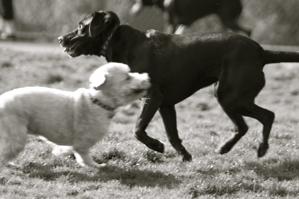Walnut Creek Dog Park Flickr