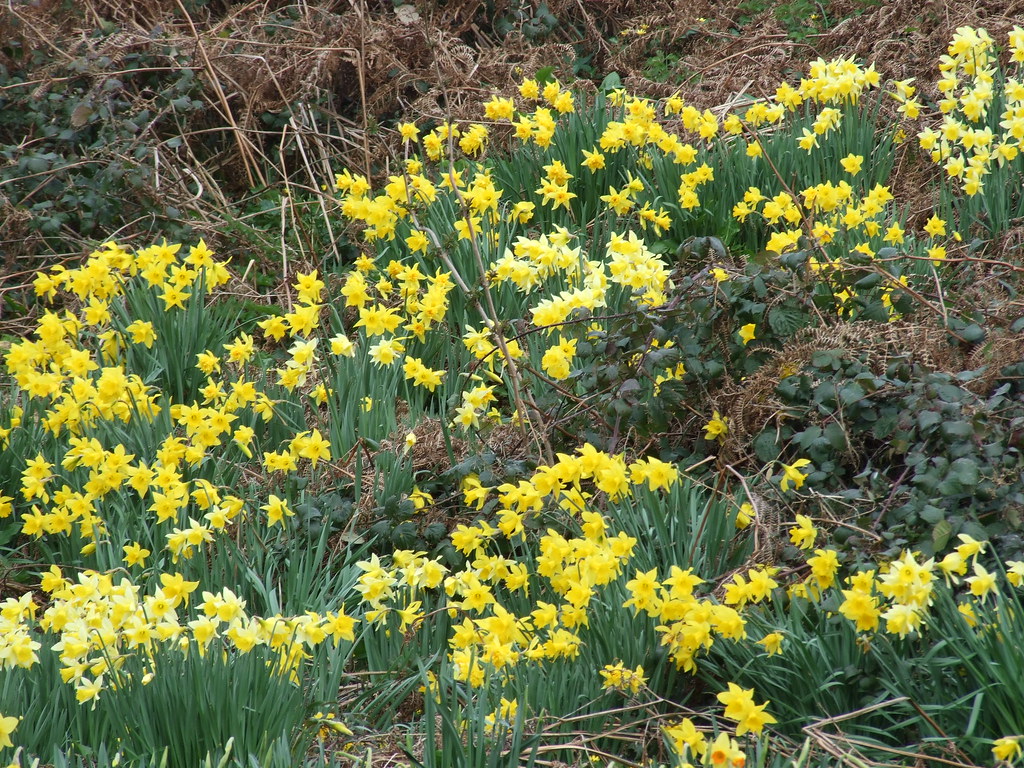 Guernsey Daffodils at St Saviours reservoir Steve Wilkins Flickr