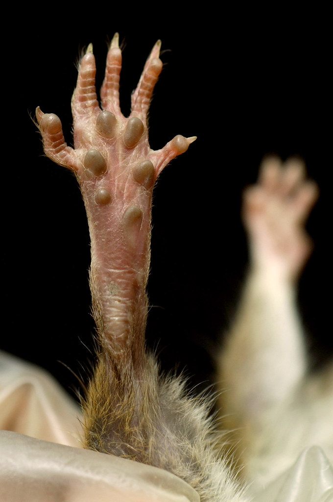 Reference Photo's Hind foot of a field rat. Thease are NOT… Flickr