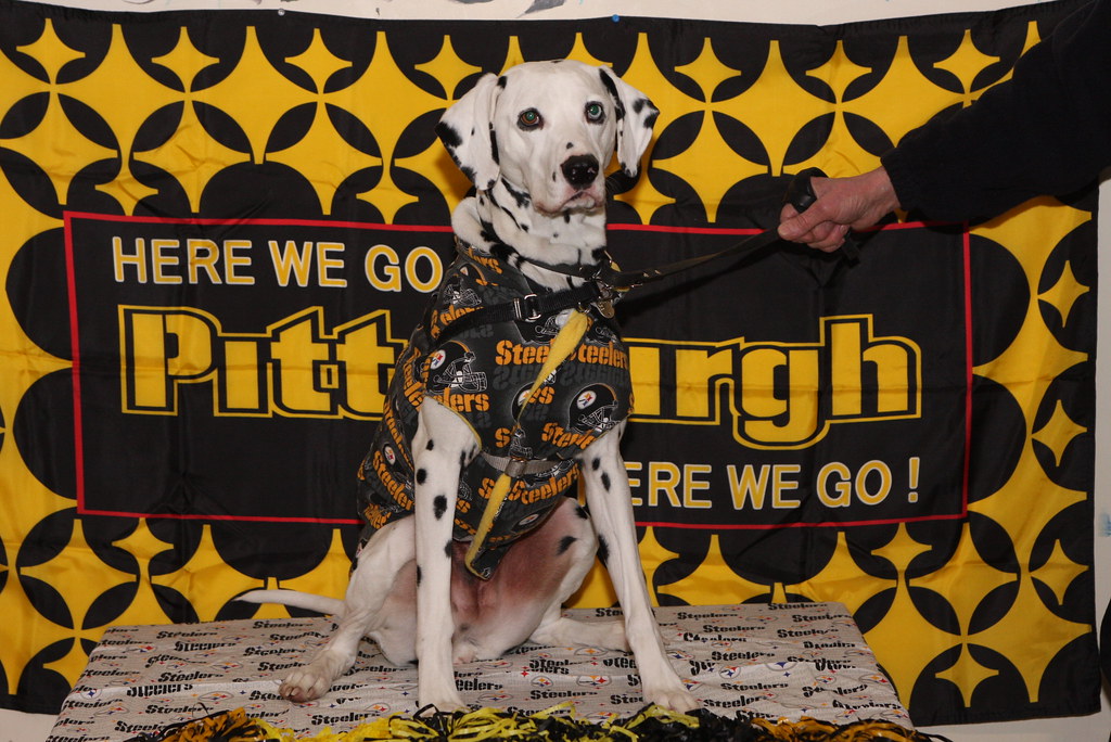 PupRally2011_0022 Splash 'n Dash K9 Sports 2011 Pup Rally … Flickr