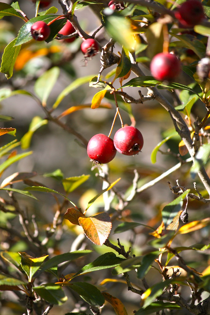 Dark Red Berries Dark red berries on a serviceberry tree (… Flickr